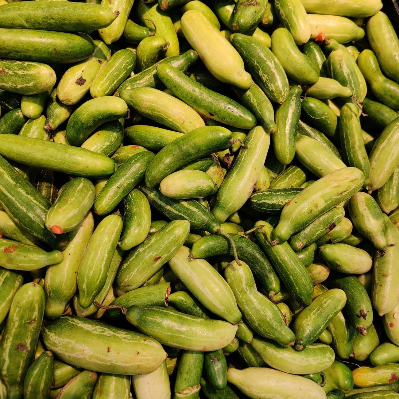 Bittergourd