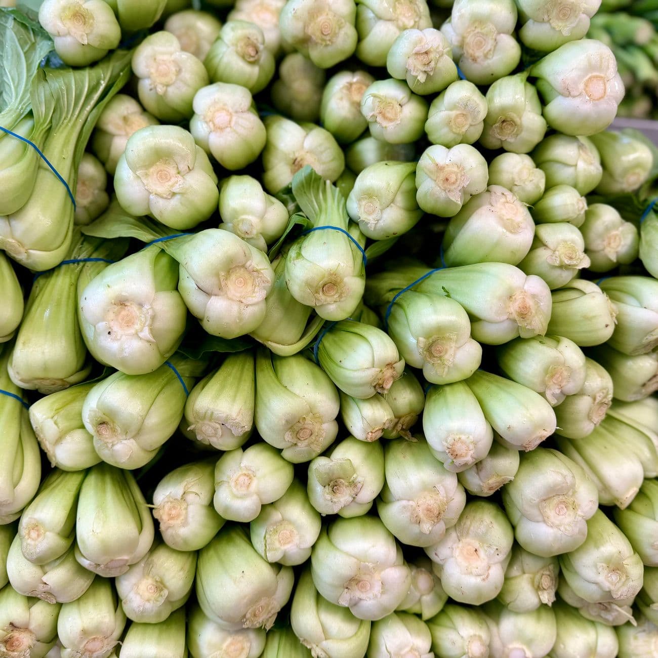 Cabbage