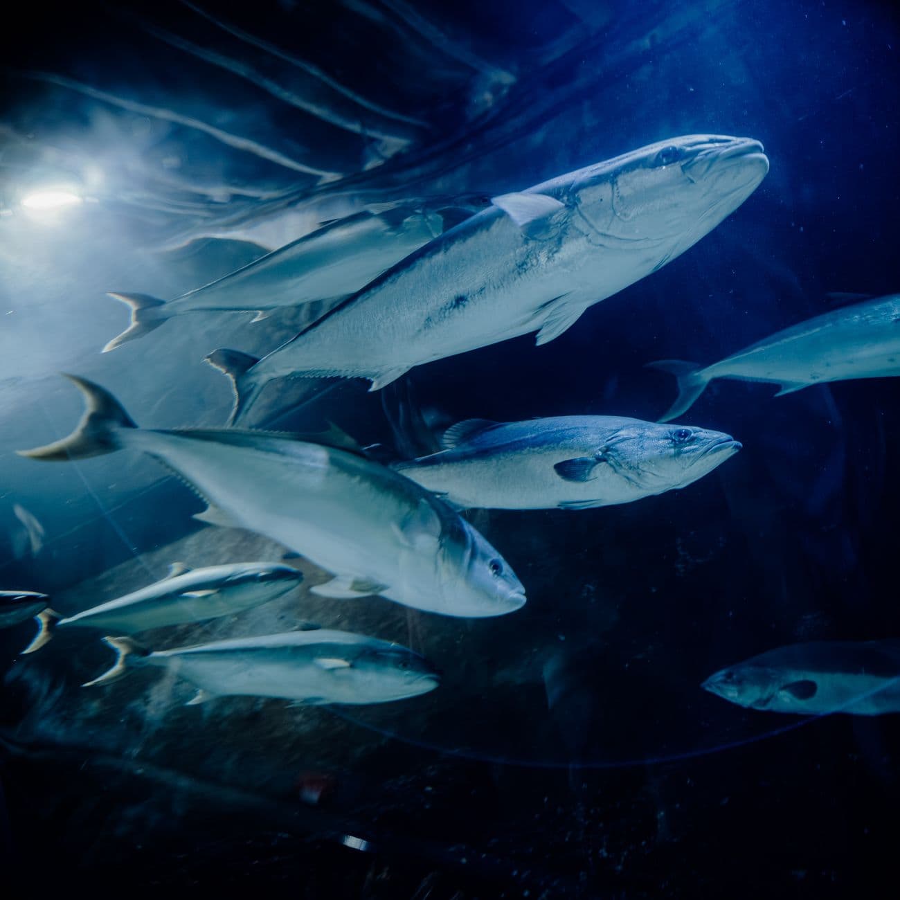 Butter Fish