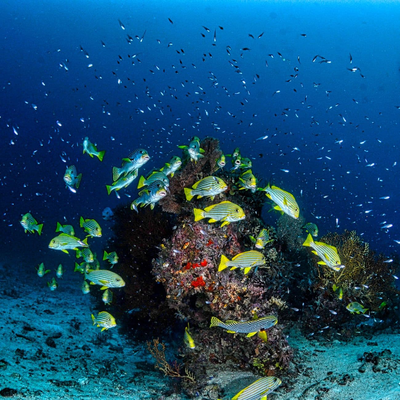 Caranx