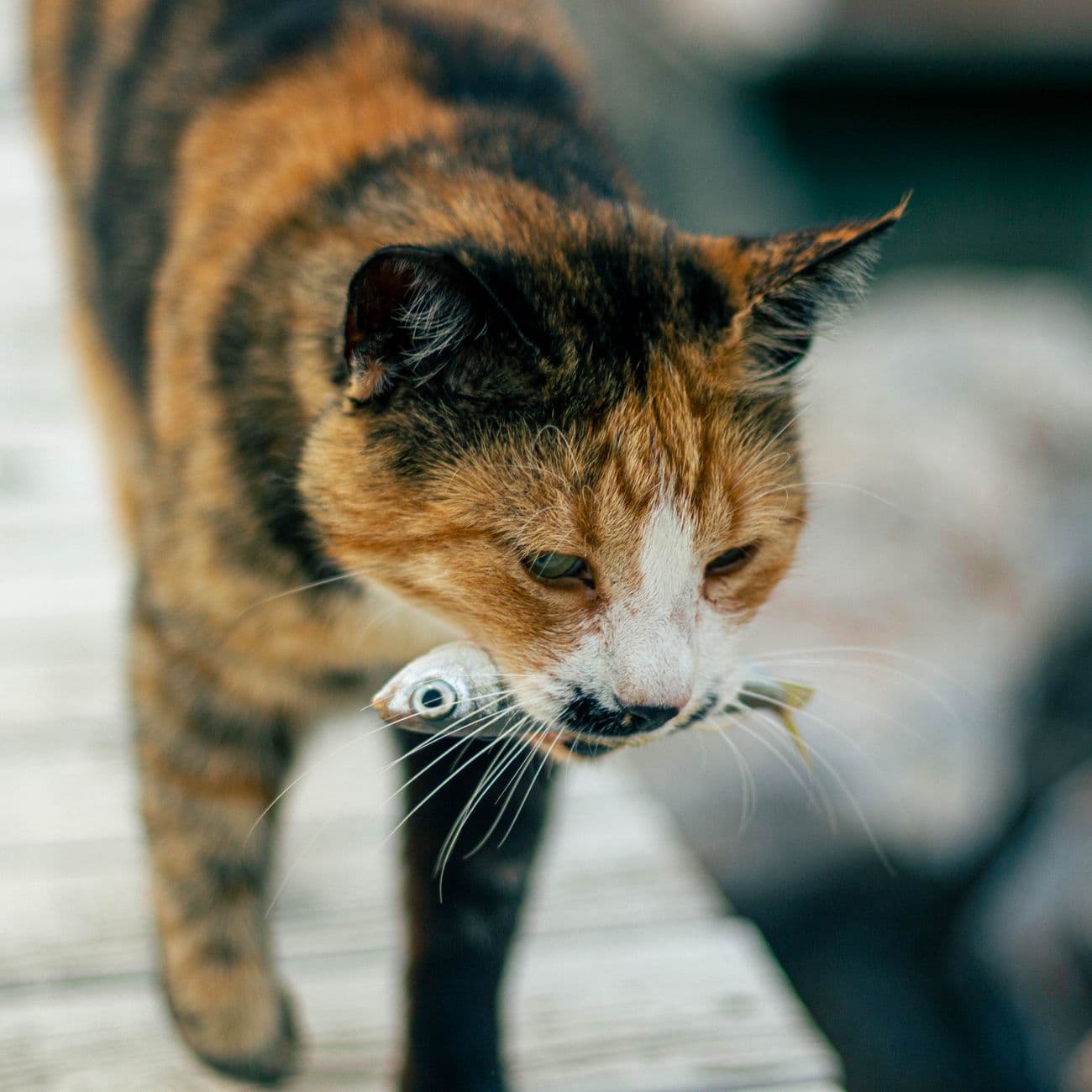 Sardines