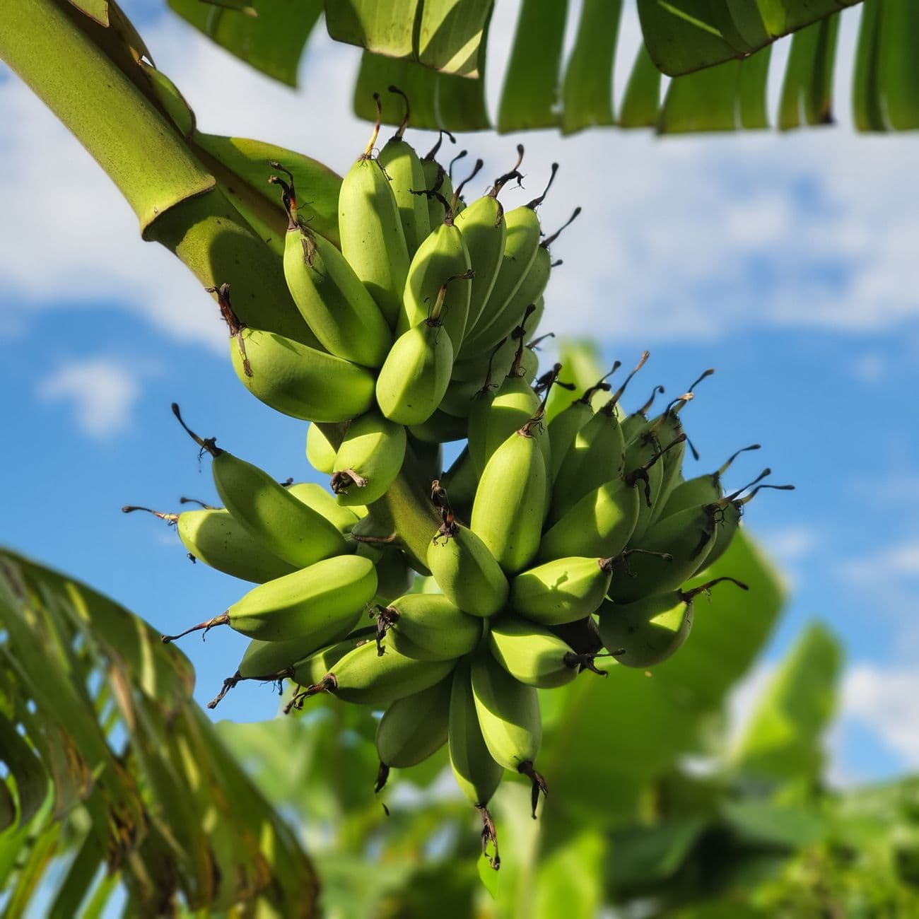 Banana - Karpoora / Honey