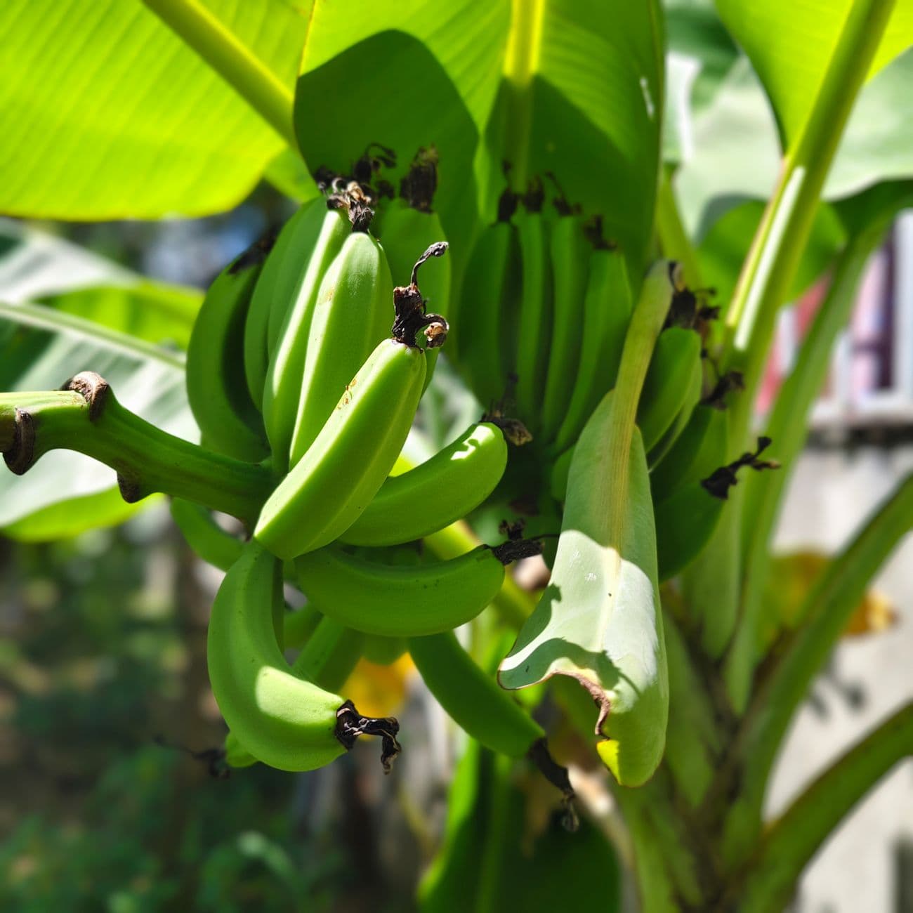 Banana - Morris