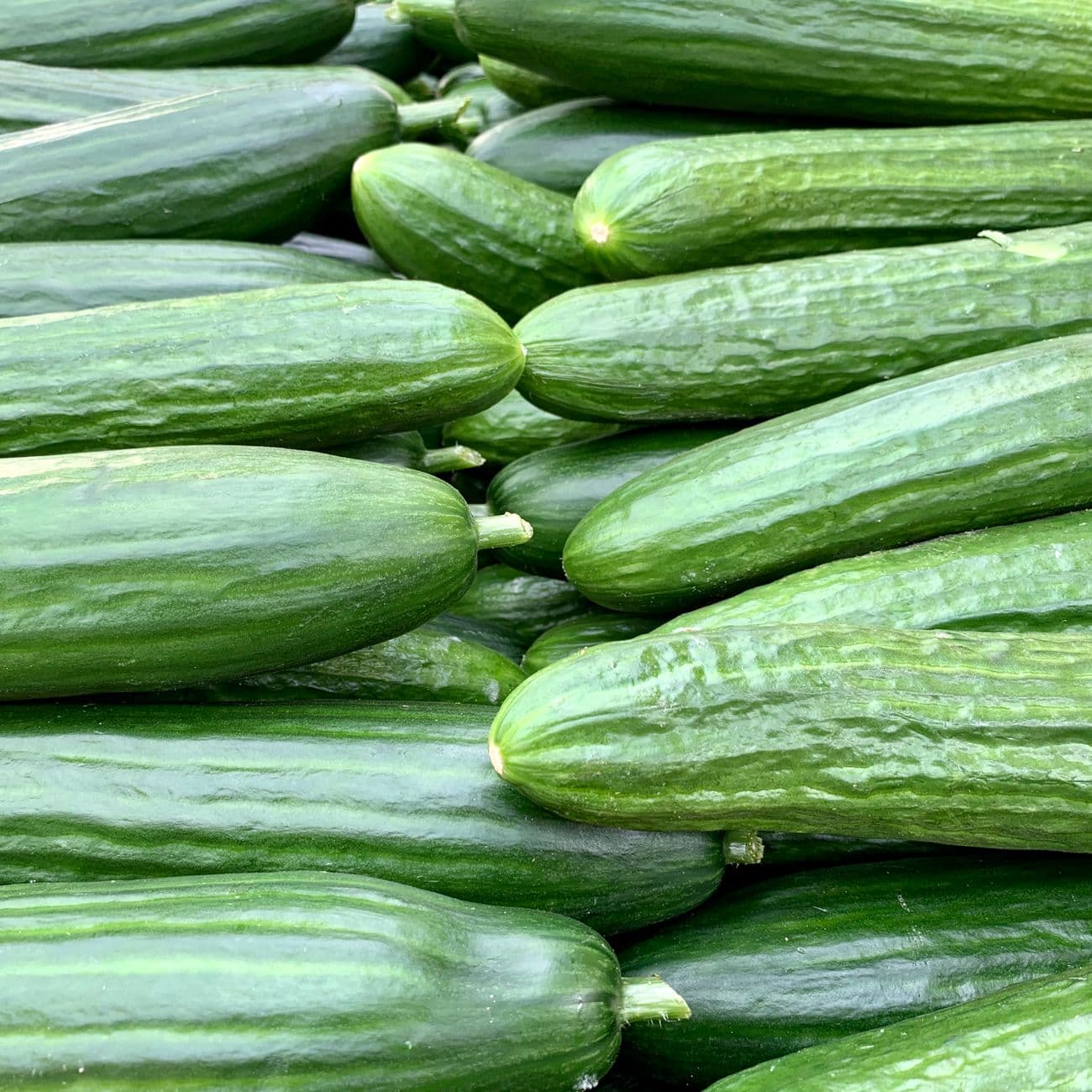 Cucumber
