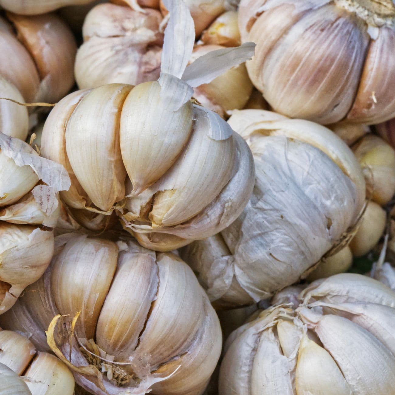 Garlic - Big (Hills)
